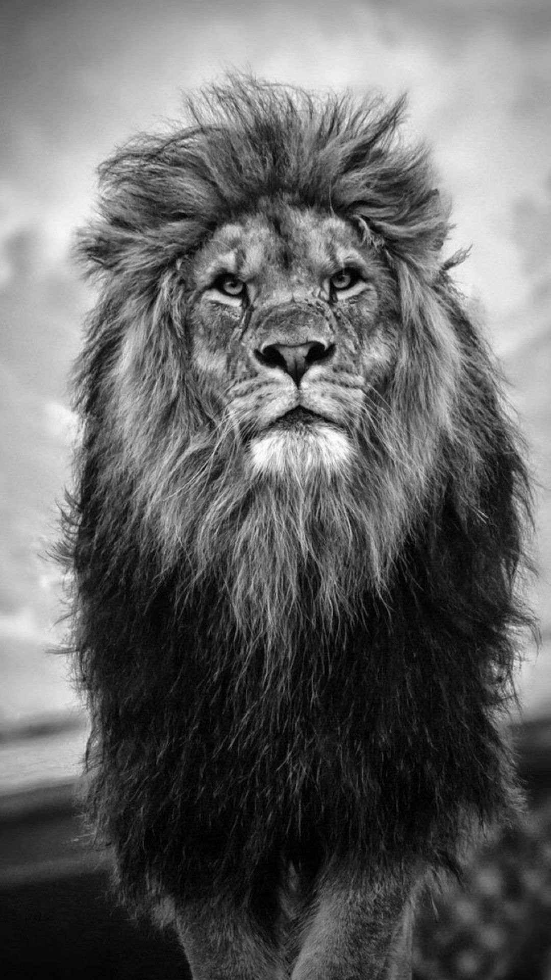 The Infernus King Lion on Fire Tattoo 