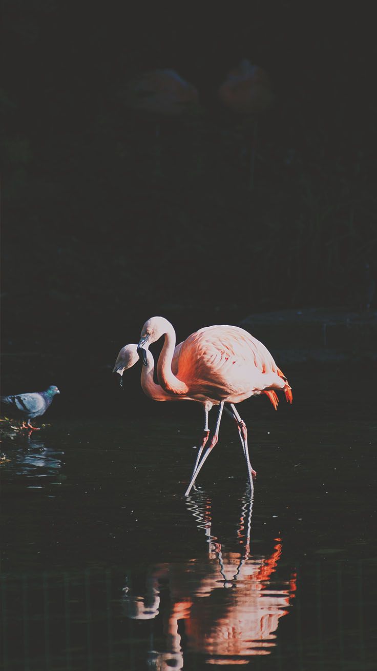 Fancy Flamingos iPhone Wallpaper Ideas Flamingo