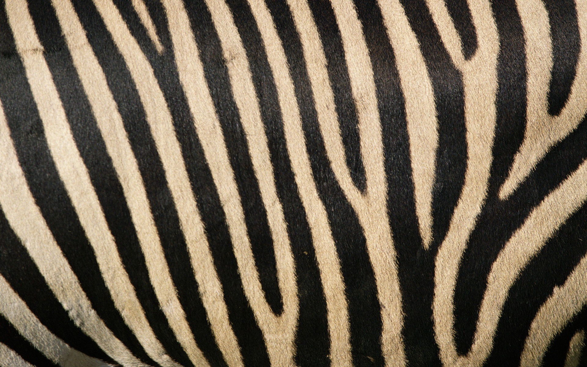 Zebra Stripes Wallpaper Stock Photos