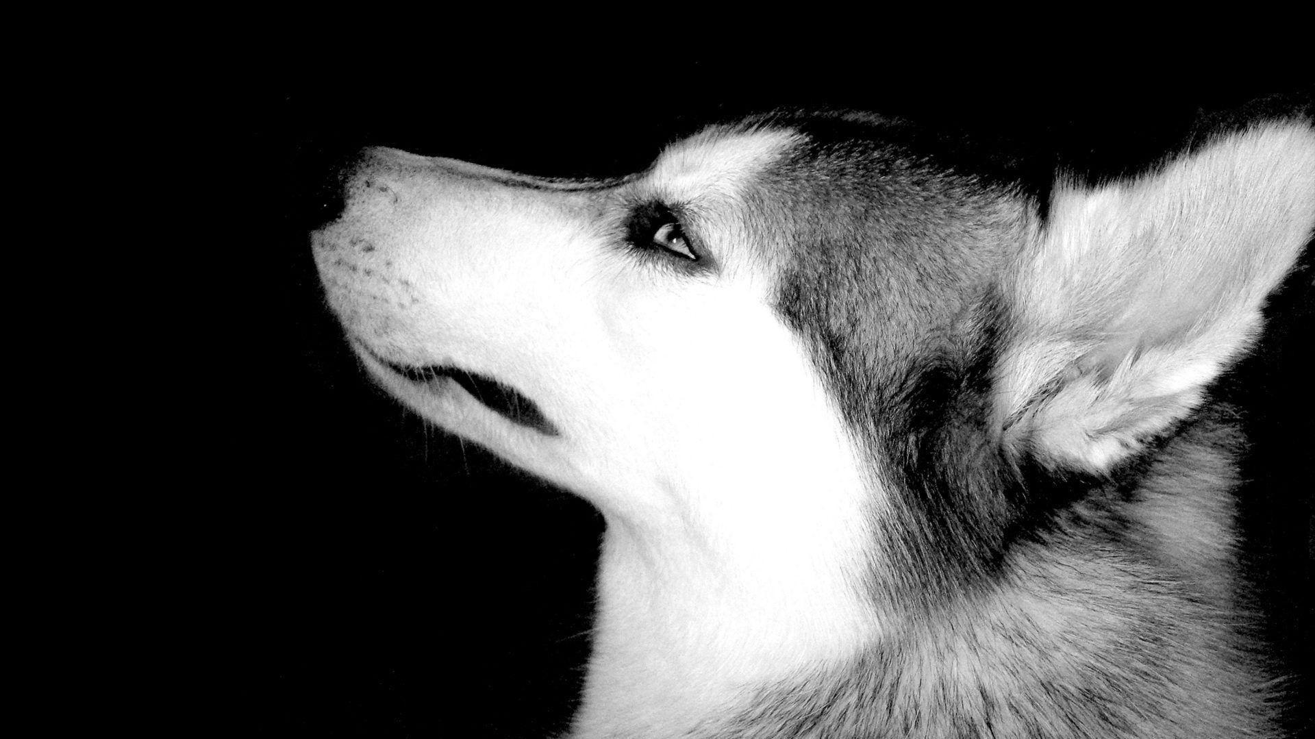 White Black Monochrome Photography Dog Nose Whiskers