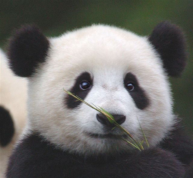 Cute Panda Wallpaper X HD Res