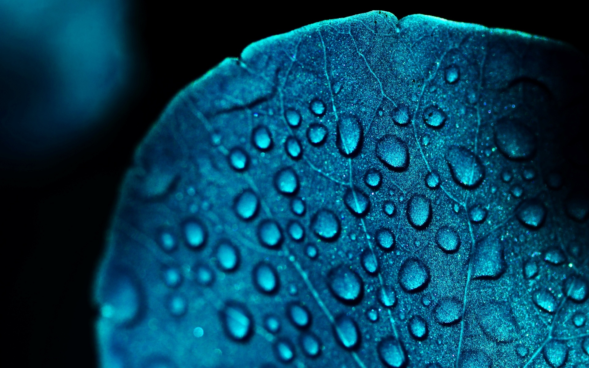 Macro Blue Leaf Water Drops HD Wallpaper
