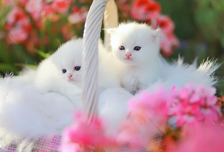 Very Cute Kittens By Jamaicamae012