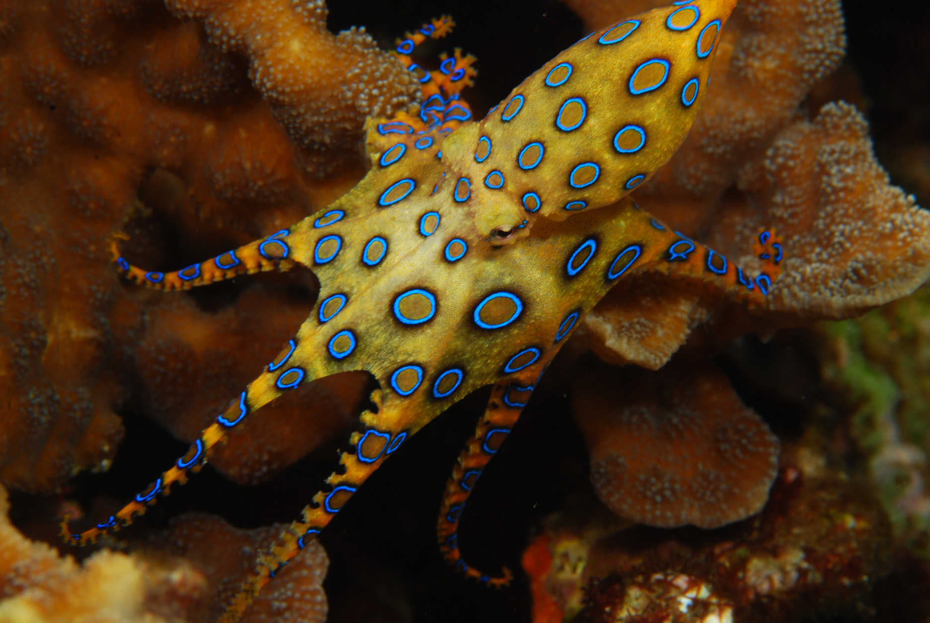 Blue Ring Octopus Wallpaper Image Pictures Becuo