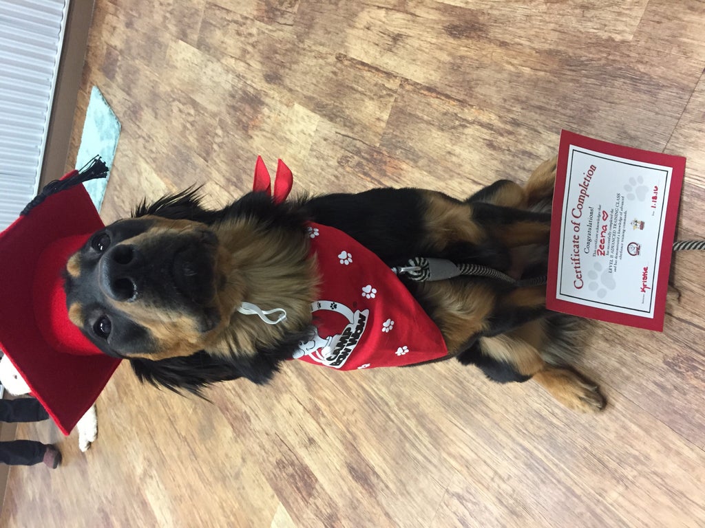 One Year Old Golden Retriever Rottweiler Mix Graduates Level