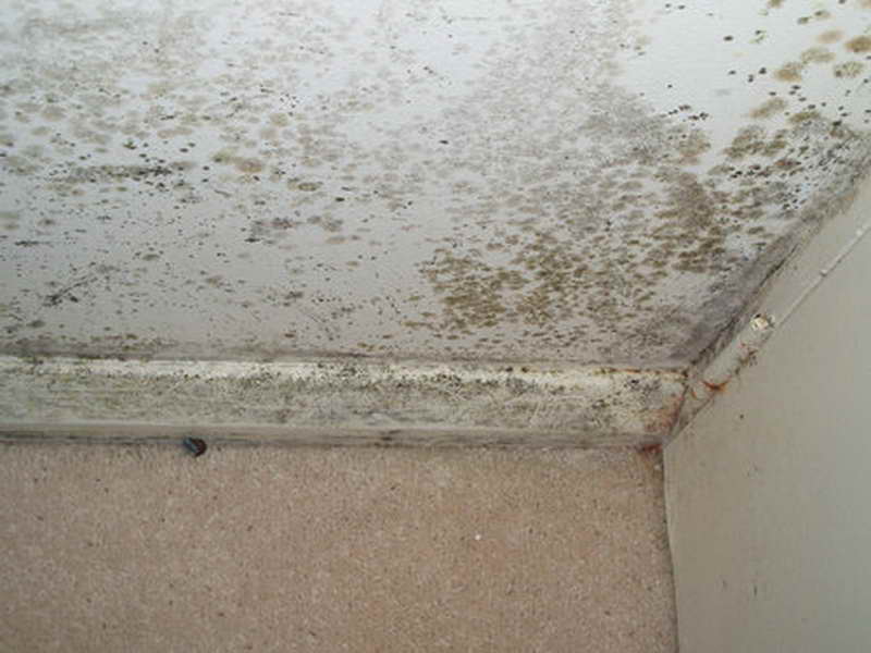 Clean Mold Off Walls Cleaning Mold