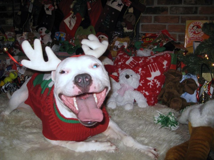 Pit Bull Christmas For the canine and feline pals Pinterest