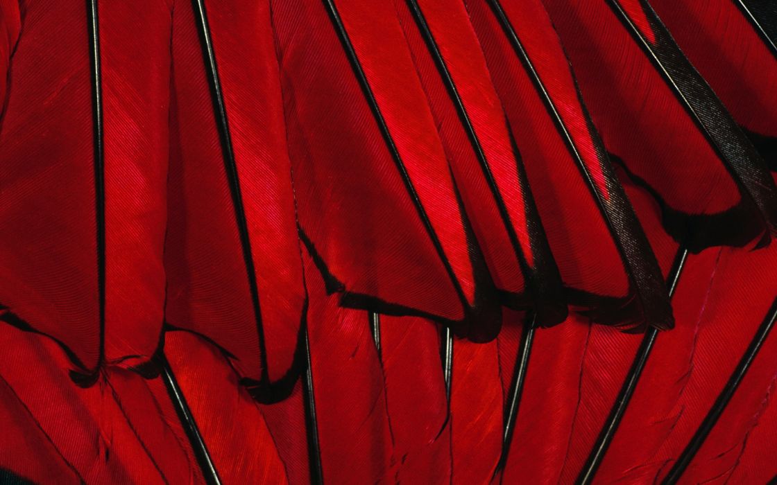 Red Feathers Macro Wallpaper