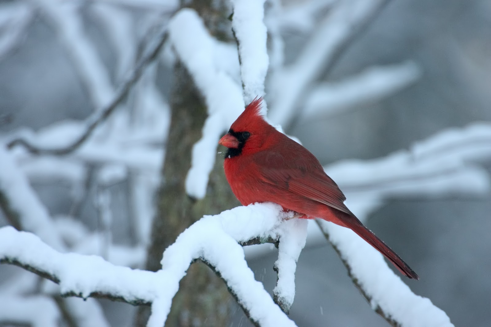 Winter Cardinal Bird Widescreen Desktop Wallpaper Attachment