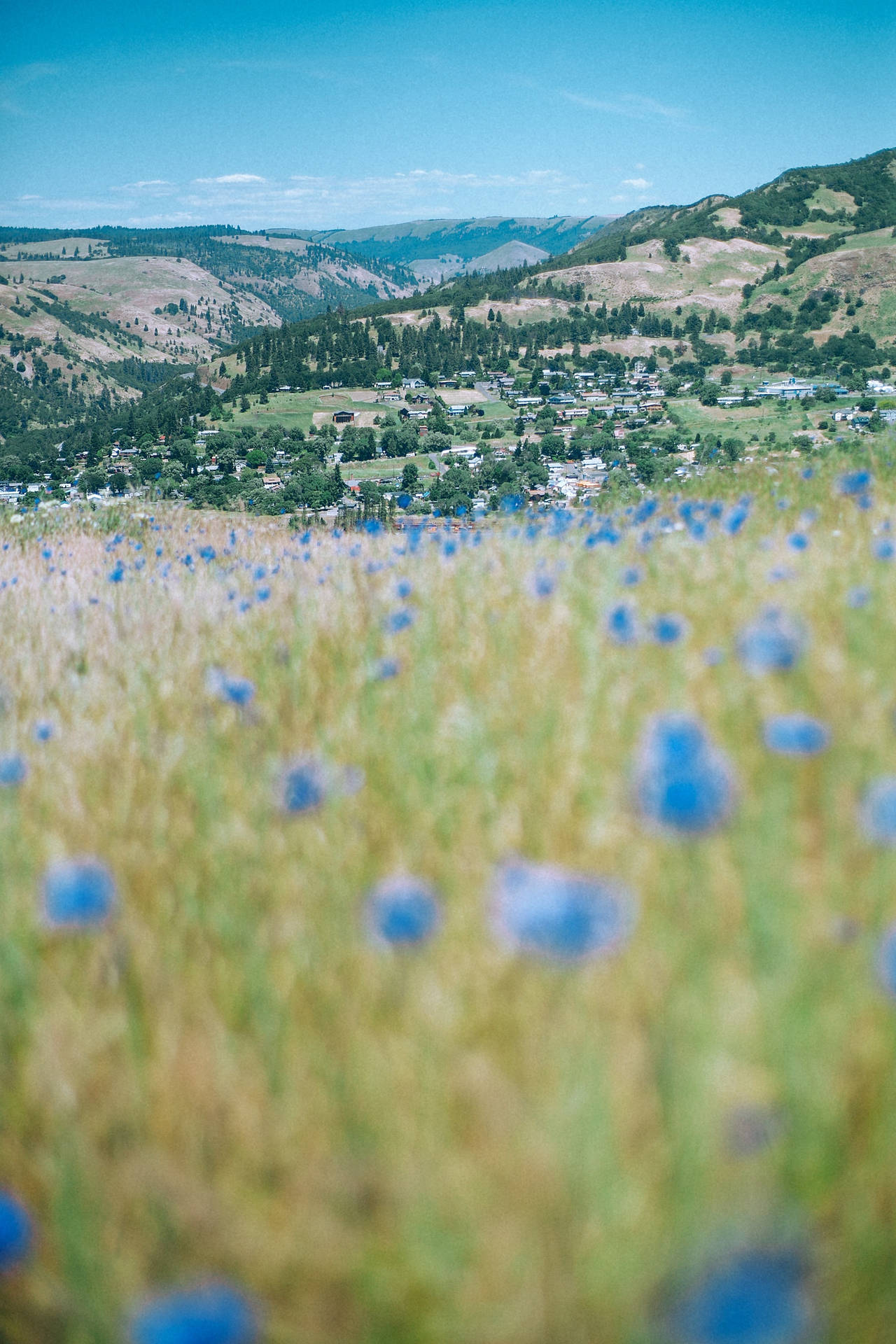 Blue Flowers Hill Wallpaper