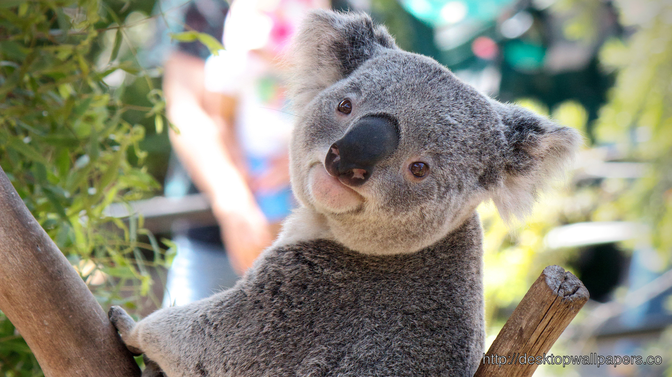 Koala Bear Wallpaperdesktop Wallpaper