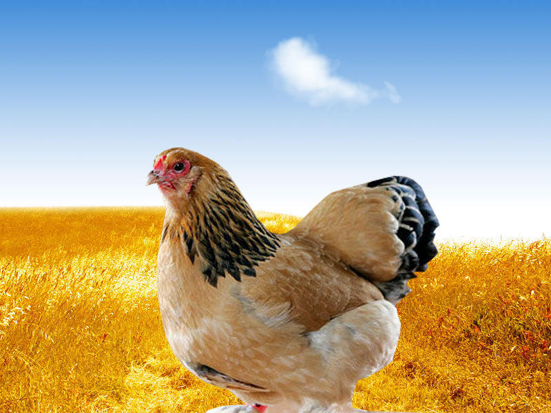 Chicken Wallpaper Images  Free Download on Freepik