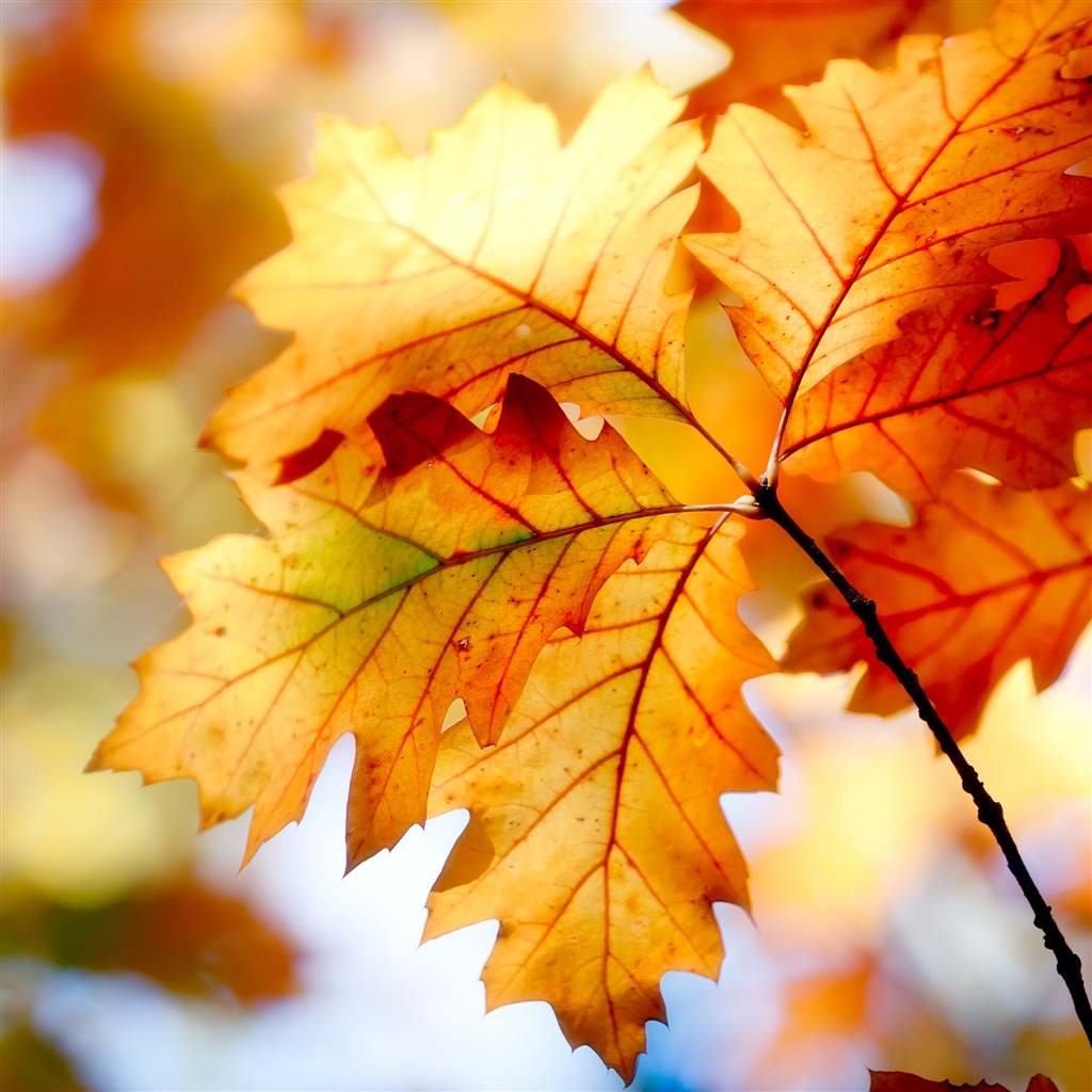 Autumn Leaf iPad Air Wallpaper iPhone