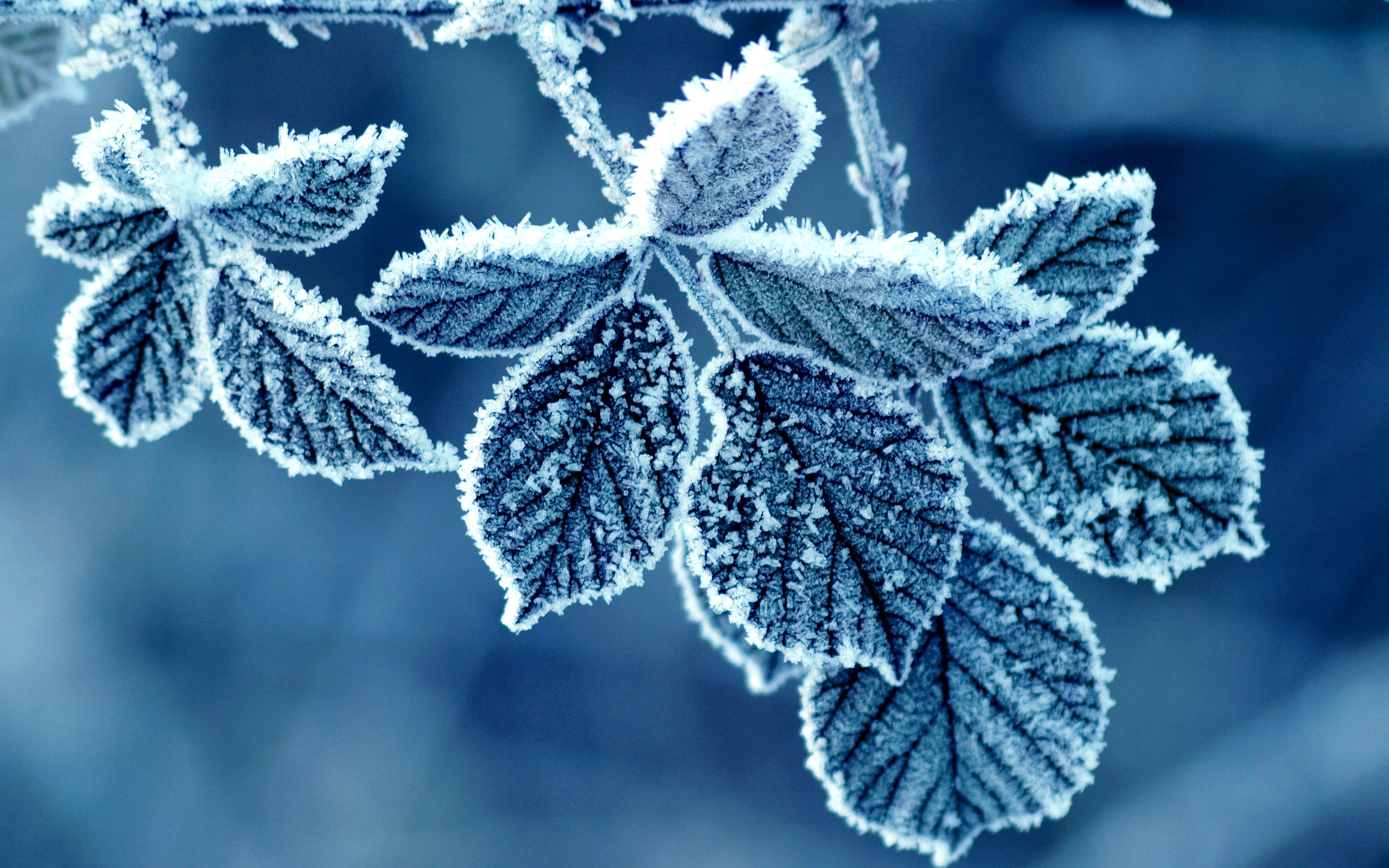 Cold Winter Morning Frost Leaves Wallpapers   2560x1600   1429011 2560x1600