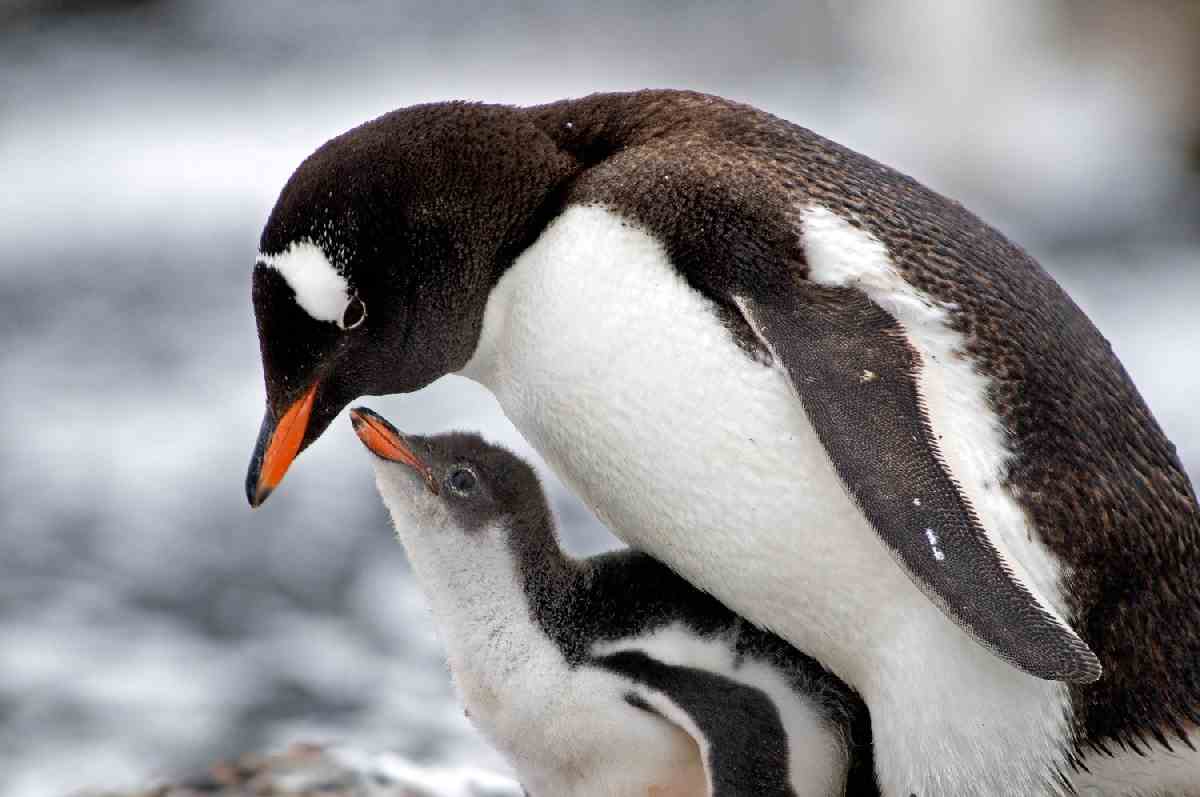Baby penguin wallpapers Baby Animals