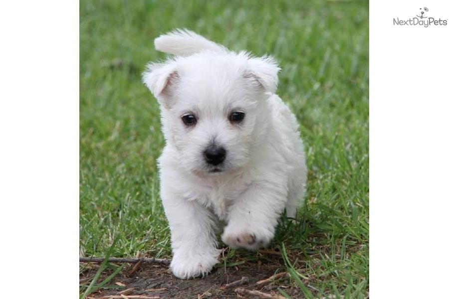 Pictures Cute Westie West Highland Terrier Dog Desktop Wallpaper