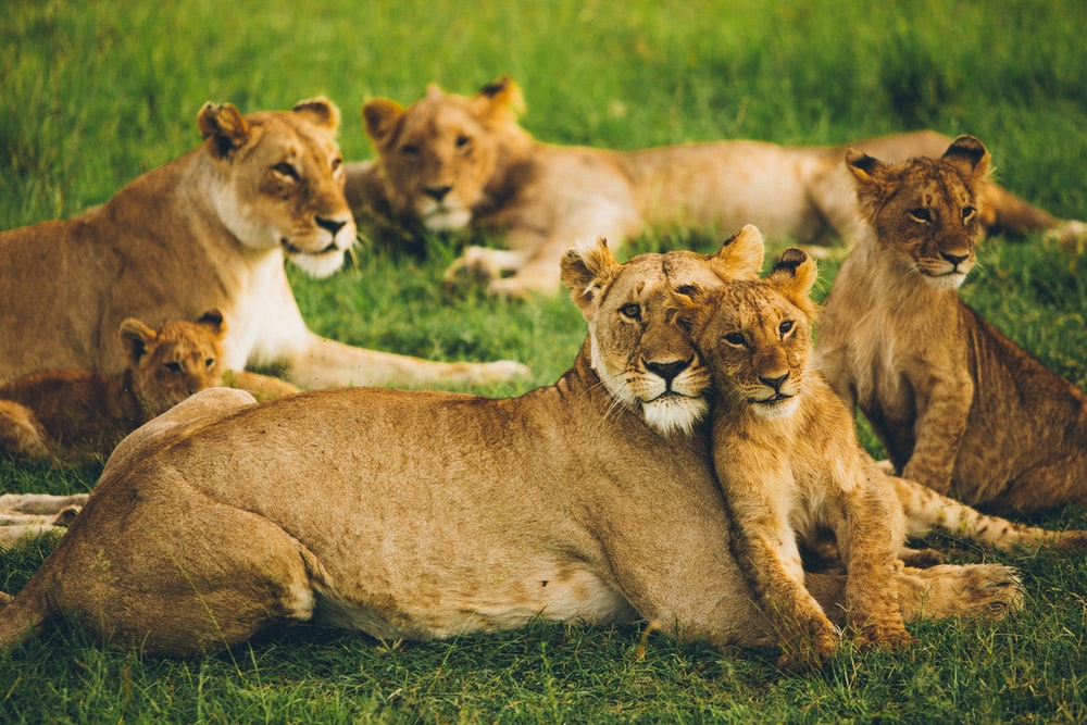Lion Family Pictures Image