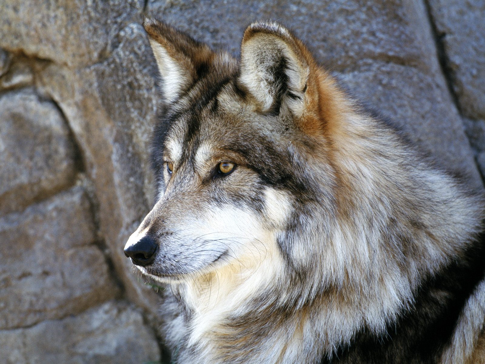 Wolf Android Awesome Free Wallpaper Wallpaper Wolf 7250 high quality