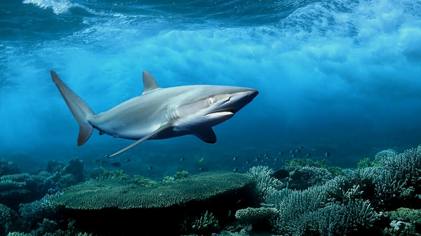 Ocean Sharks Widescreen Oceans Wallpaper
