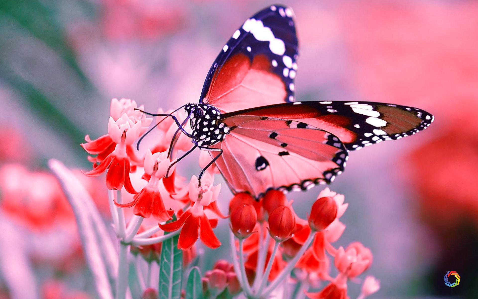 3d Butterfly Wallpaper