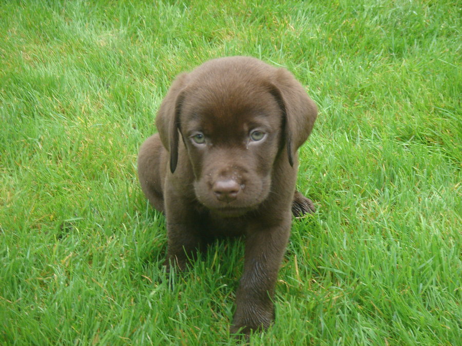 Chocolate Lab Wallpaper Puppy chocolate lab by