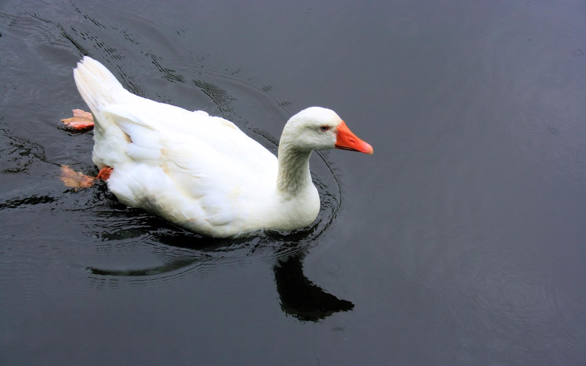 White Duck Swimming In The Water Wallpaper HD