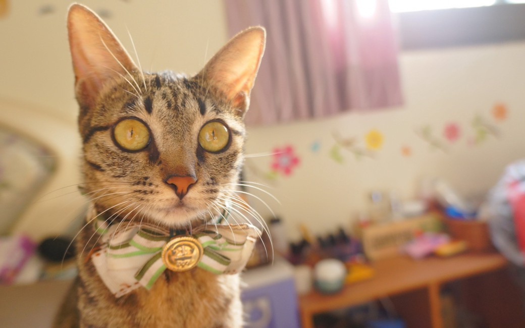 Cat Bow Muzzle Eyes Striped Pretty Elegant Stock Photos