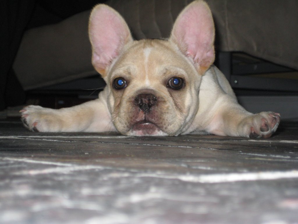 French Bulldog Puppies Wallpaper Image Pictures Becuo