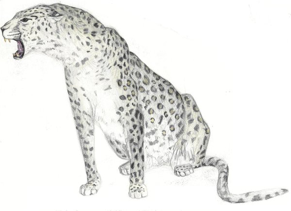 Snow Leopard College Drawing By Phifenberg