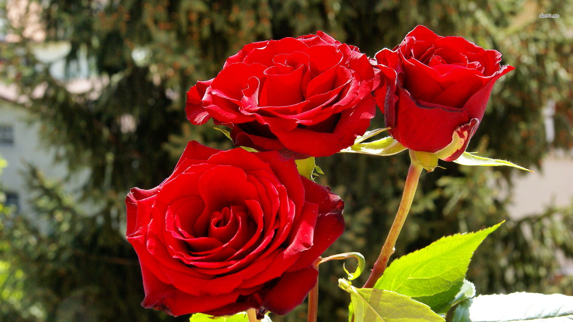 Rouge Roses Three Sisters