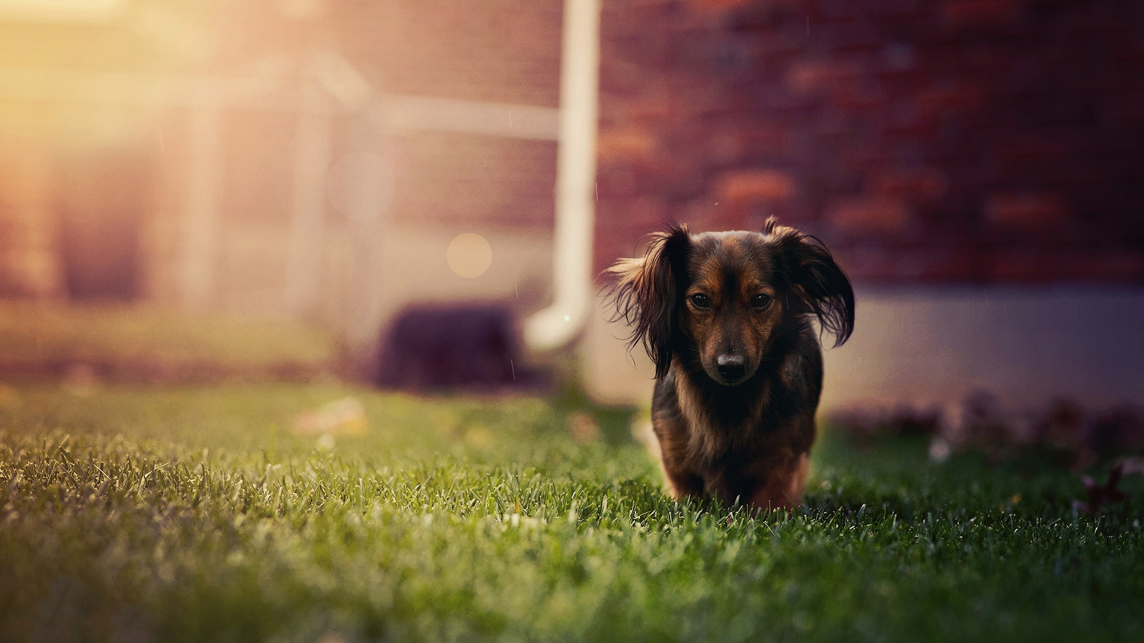 A long-haired dachshund puppy walks towards the camera across a lush green lawn. The soft, warm glow of sunset lights the scene, creating a cozy and inviting atmosphere