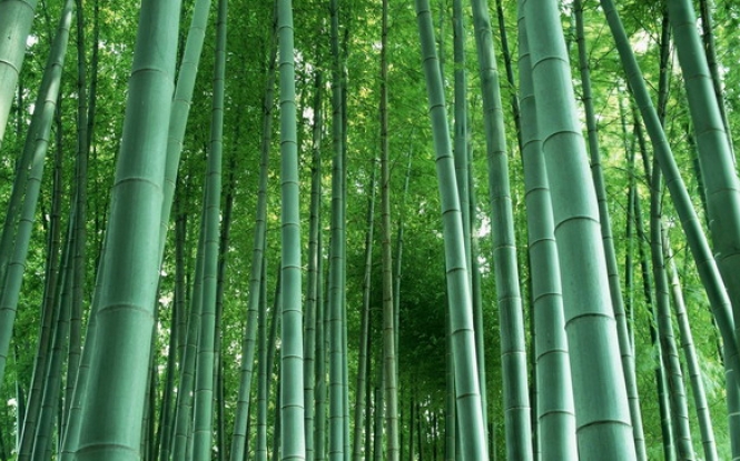 Tropical Bamboo Forest Wallpaper