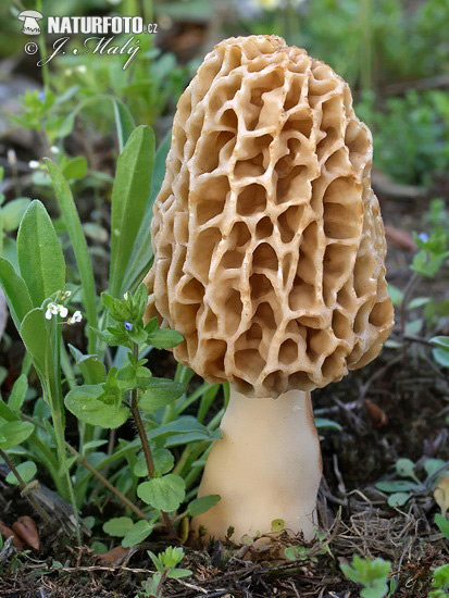 Yellow Morel Mushroom Pictures Image Naturephoto