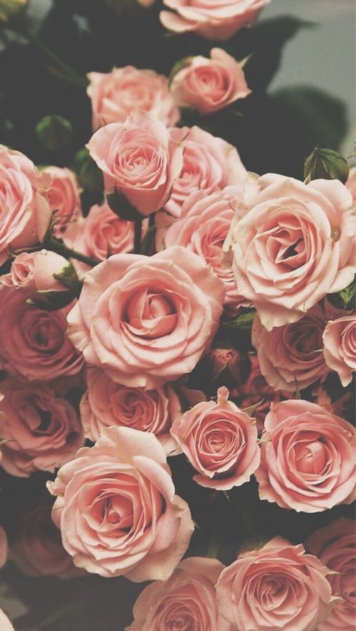 Pink Roses Wallpaper And Vintage