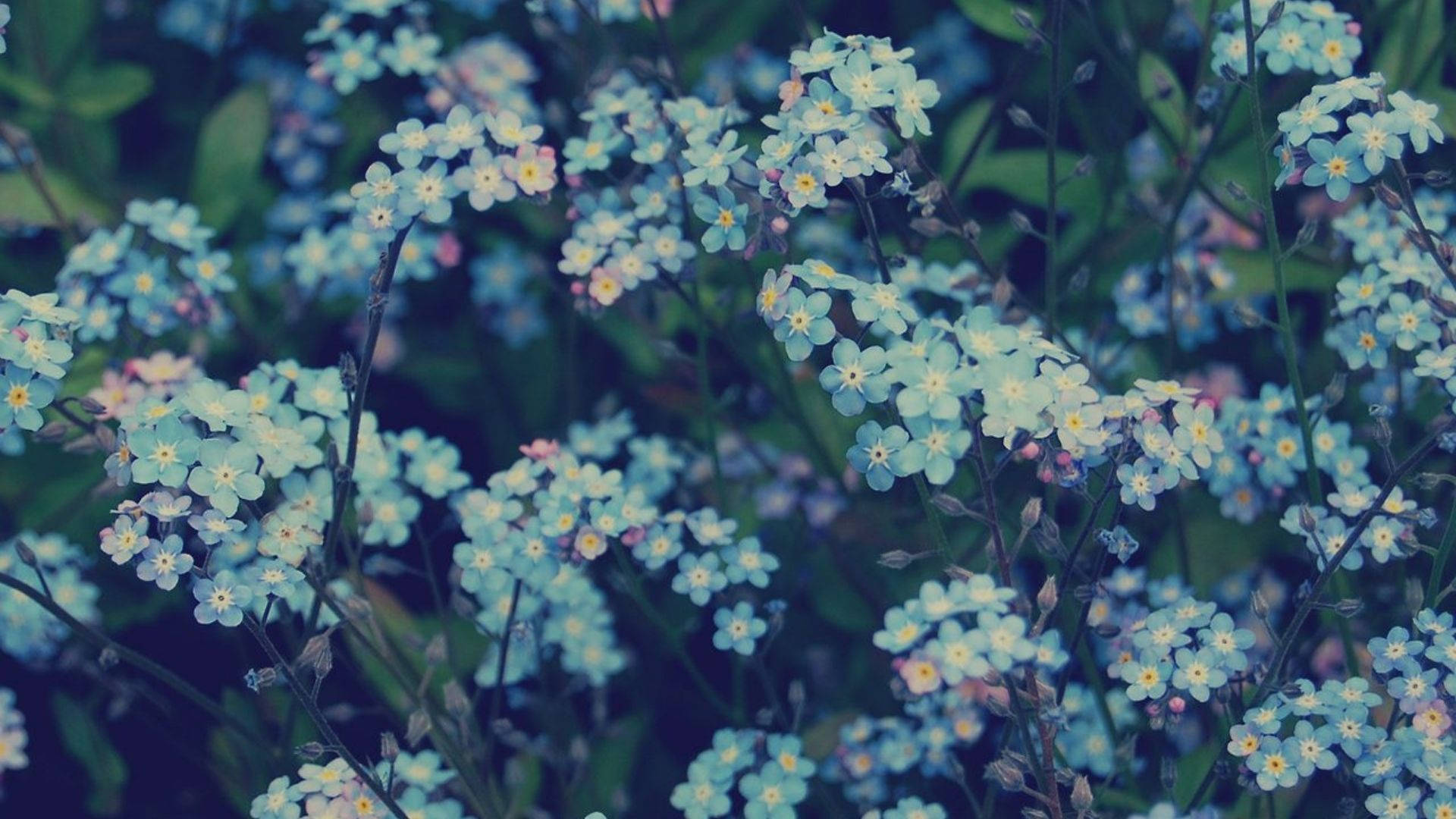 Flower Aesthetic Wallpaper