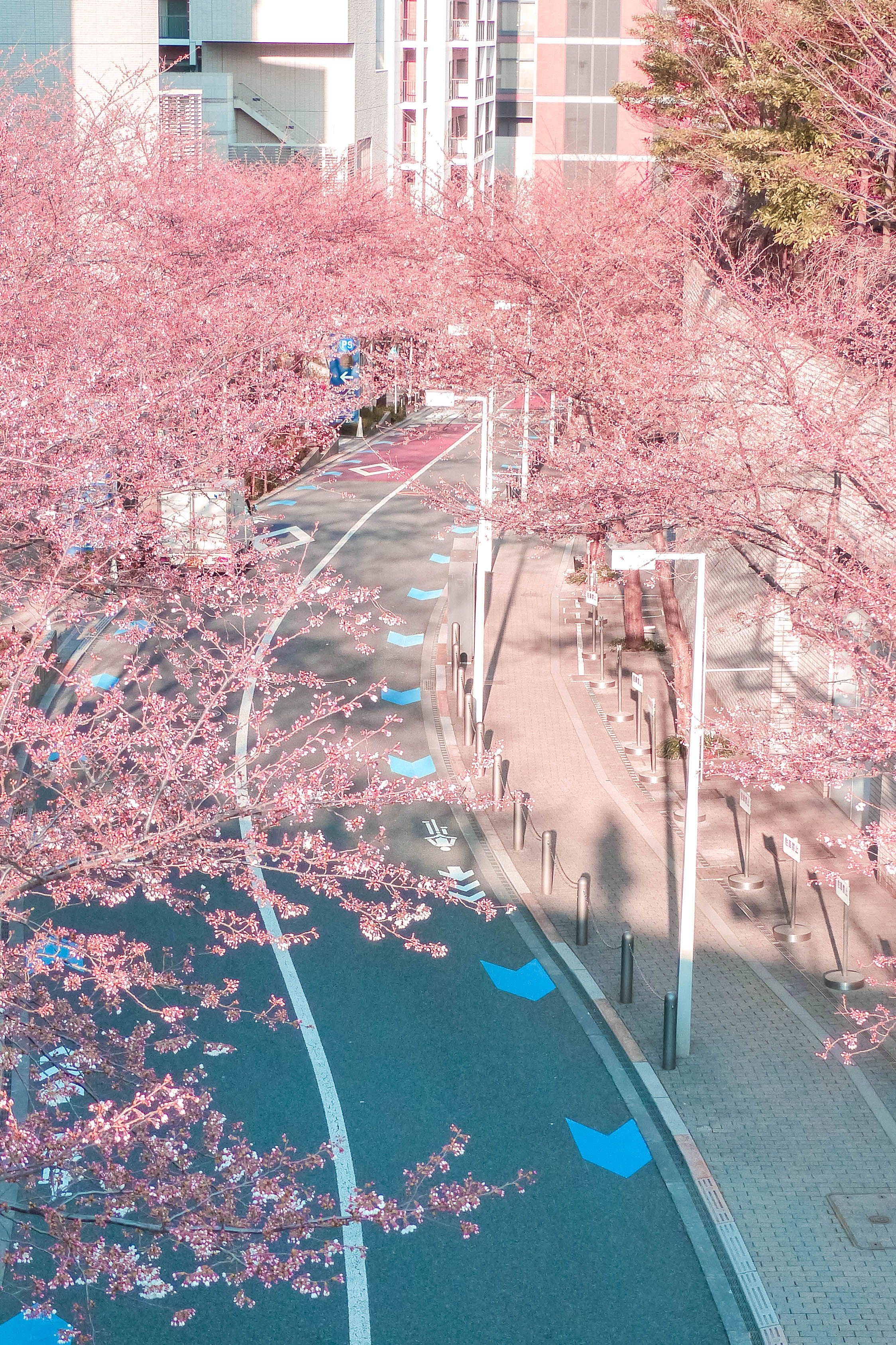 Best Places To See Cherry Blossoms In Tokyo Guide