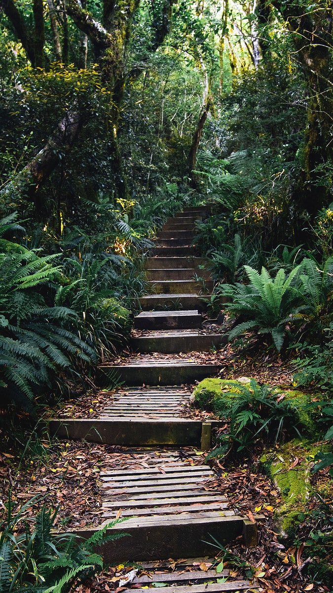 Forest Mobile Wallpaper Tropical Jungle Premium Photo Rawpixel