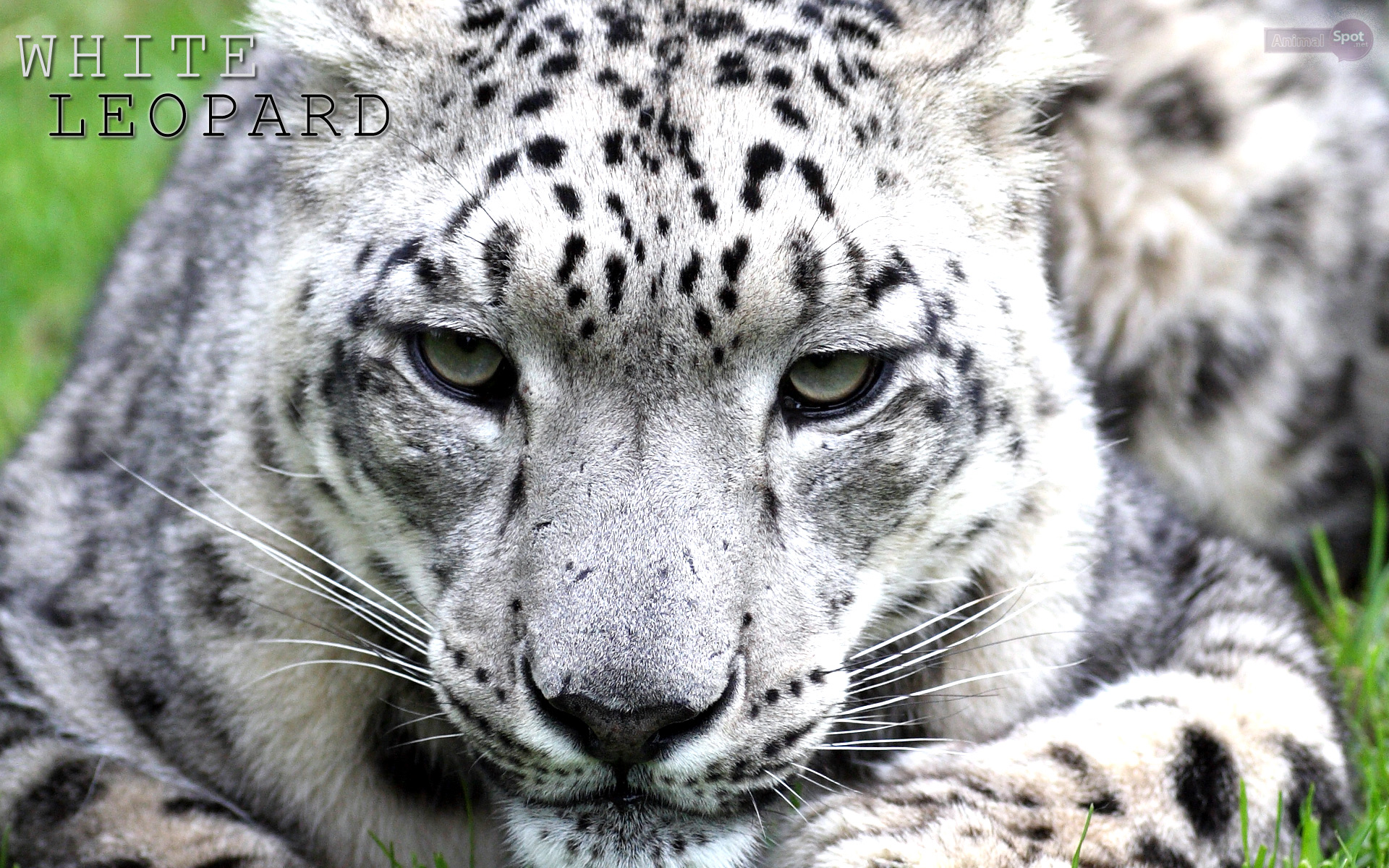White Leopard Wallpaper Face