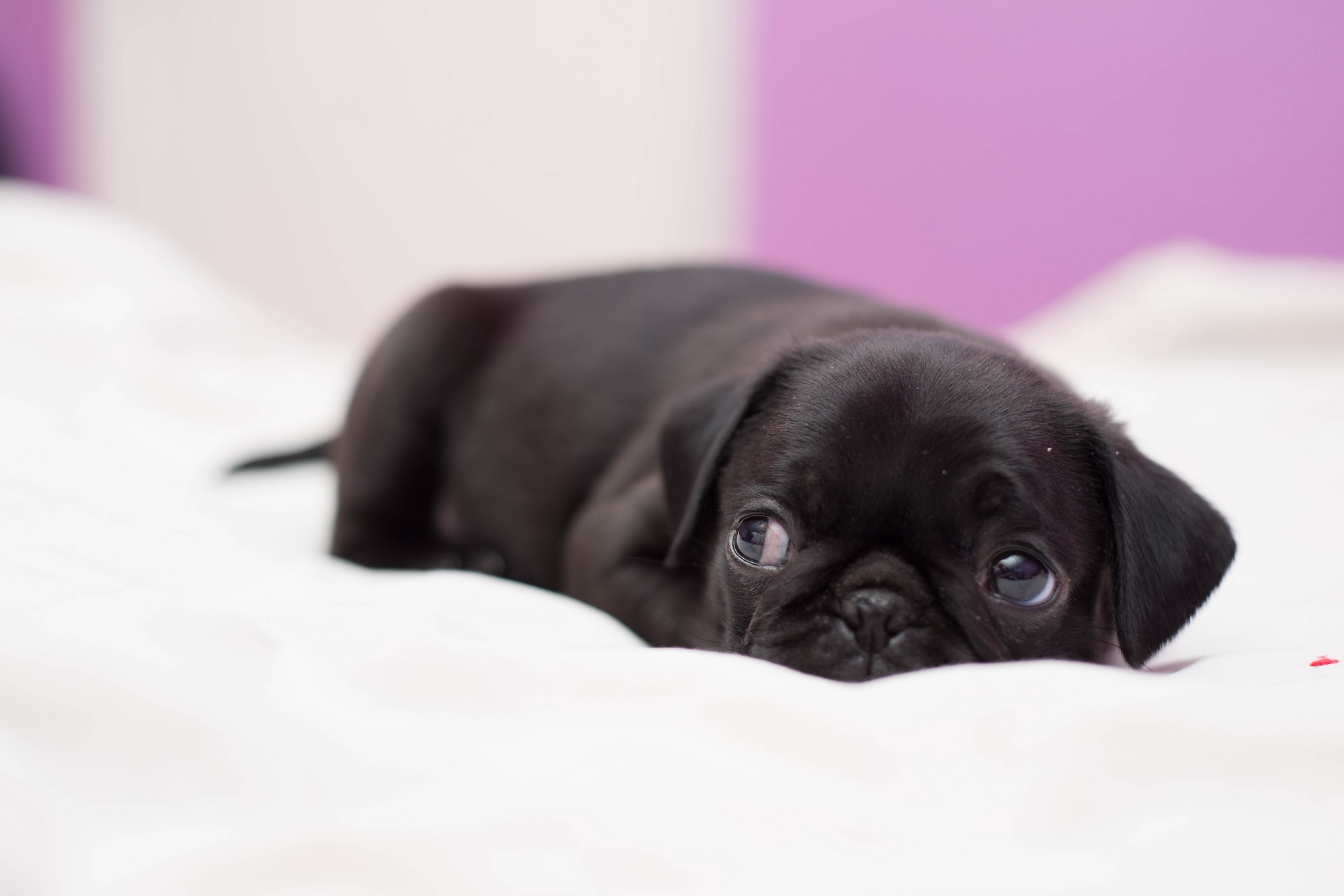 Tired Baby Pug By Minhvisual