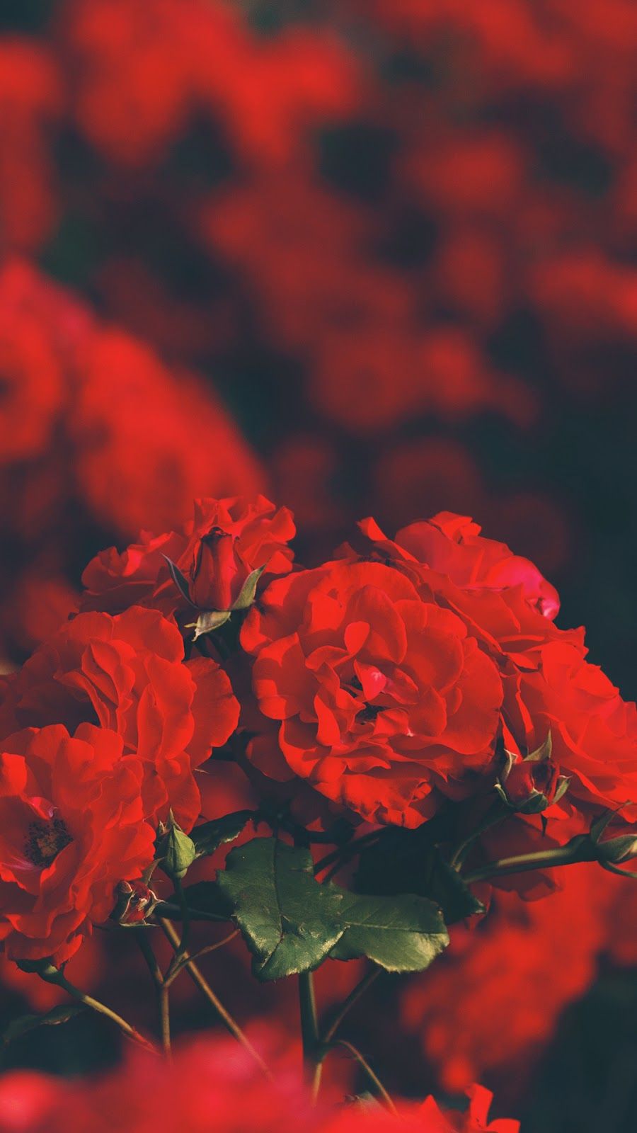 🔥 [49+] Red Roses Aesthetic Wallpapers | WallpaperSafari