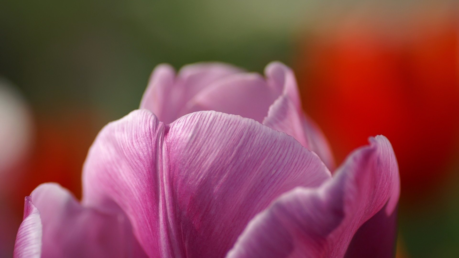 Purple Tulip Wallpaper HD In Flowers Imageci
