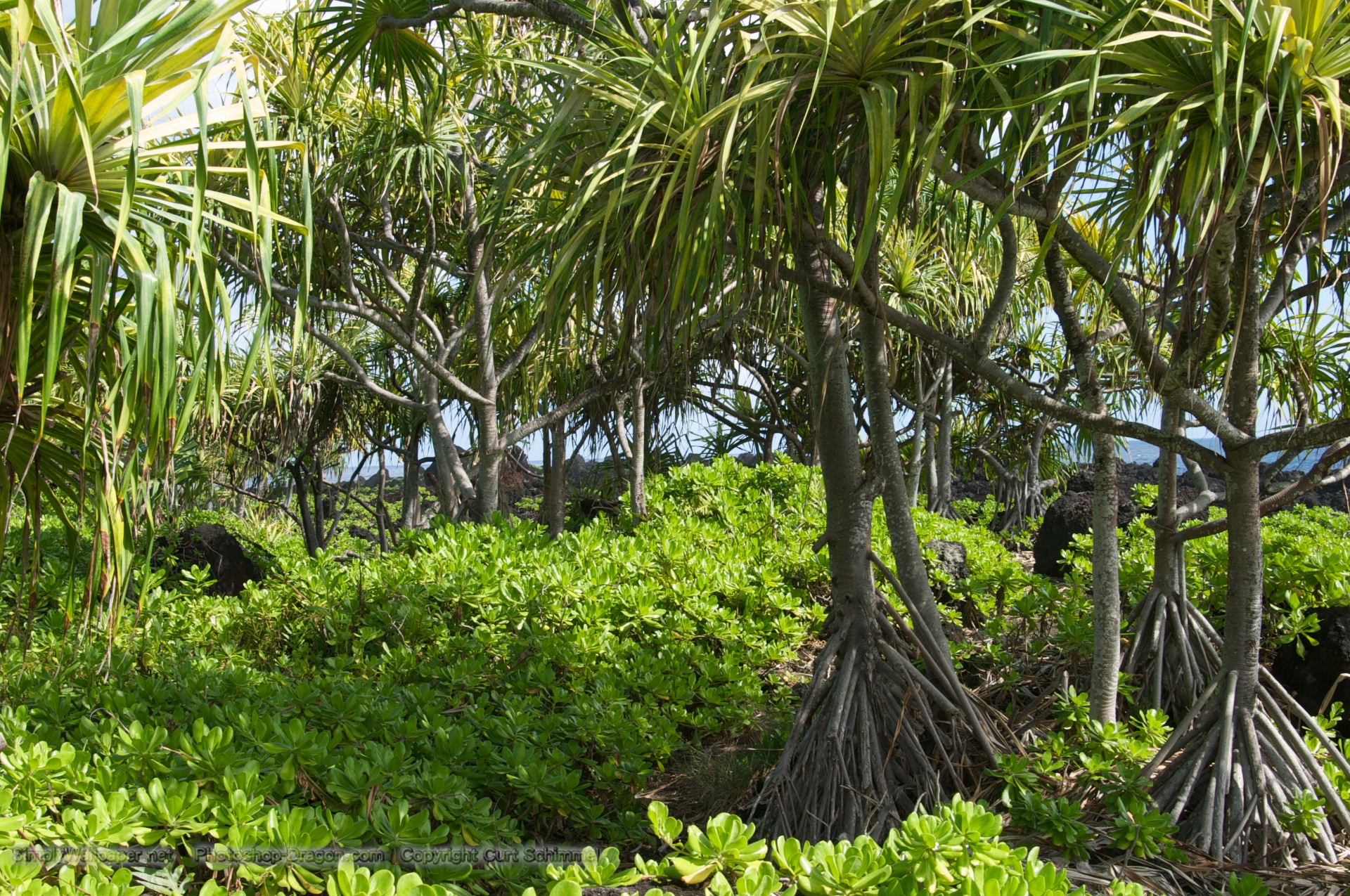 Tropical Landscape At Wai Anapanapa State Park Desktop Wallpaper