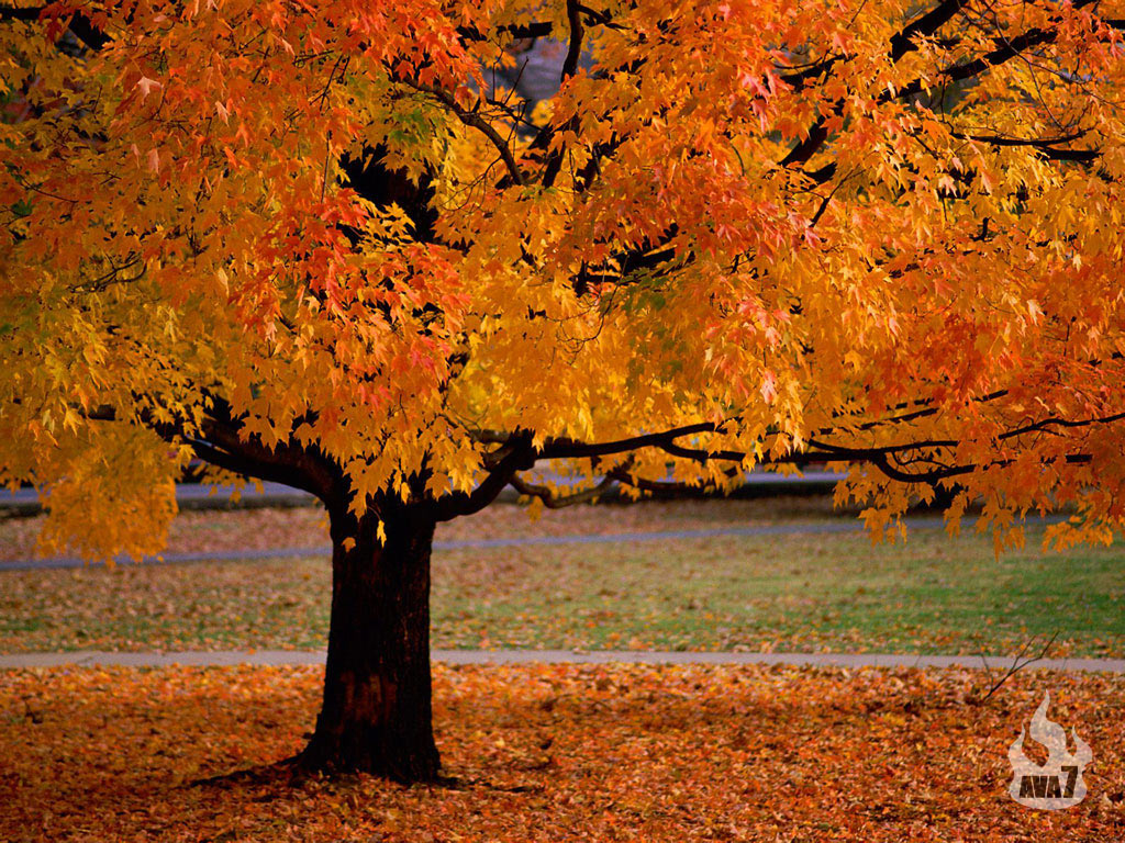 Autumn Wallpaper Christian And Background