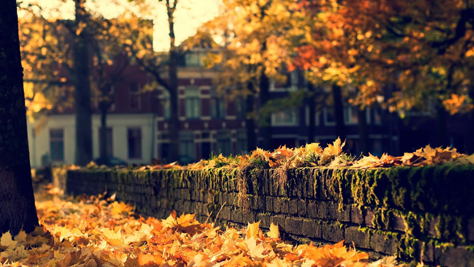 Fall Wallpaper