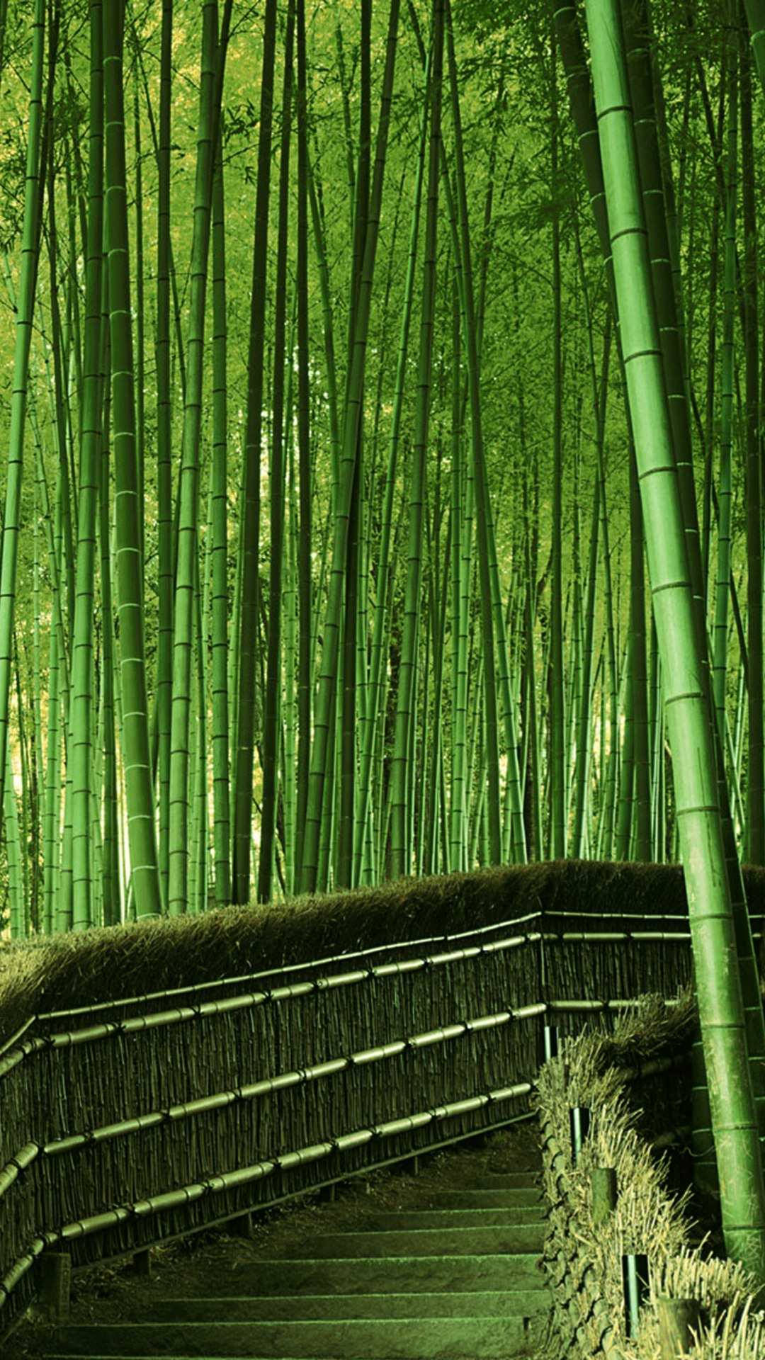 Top Bamboo Forest iPhone Wallpaper Full HD 4k To Use