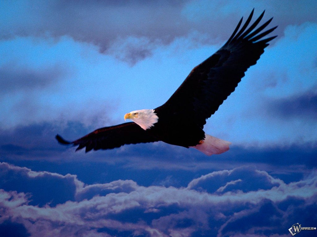 Pictures Eagle In The Sky Screensavers For Wallpaper
