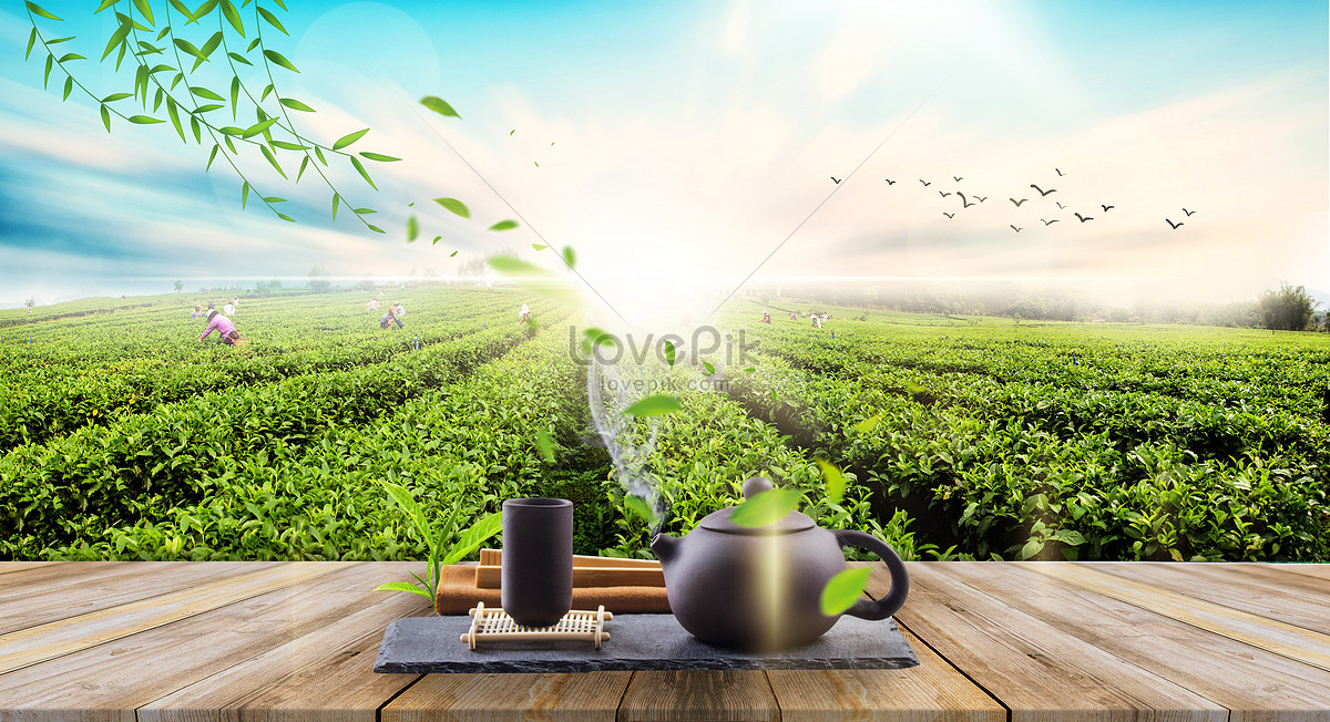 Tea Garden Background Creative Image Wallpaper