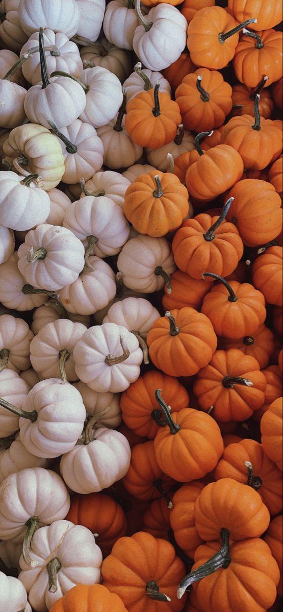 Fall Aesthetic Pumpkins Thanksgiving iPhone Wallpaper