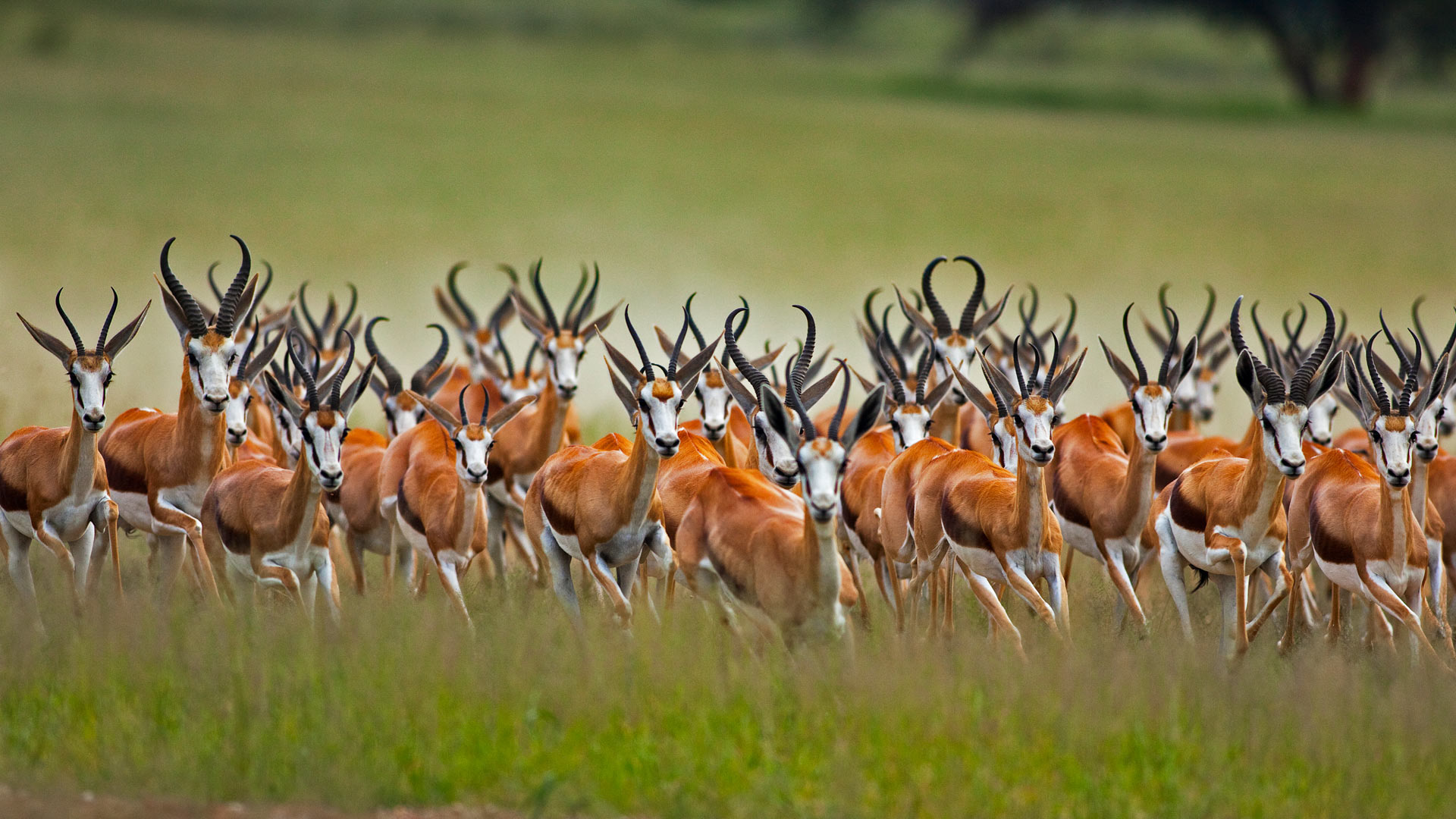 Springbok Herd Bing Wallpaper