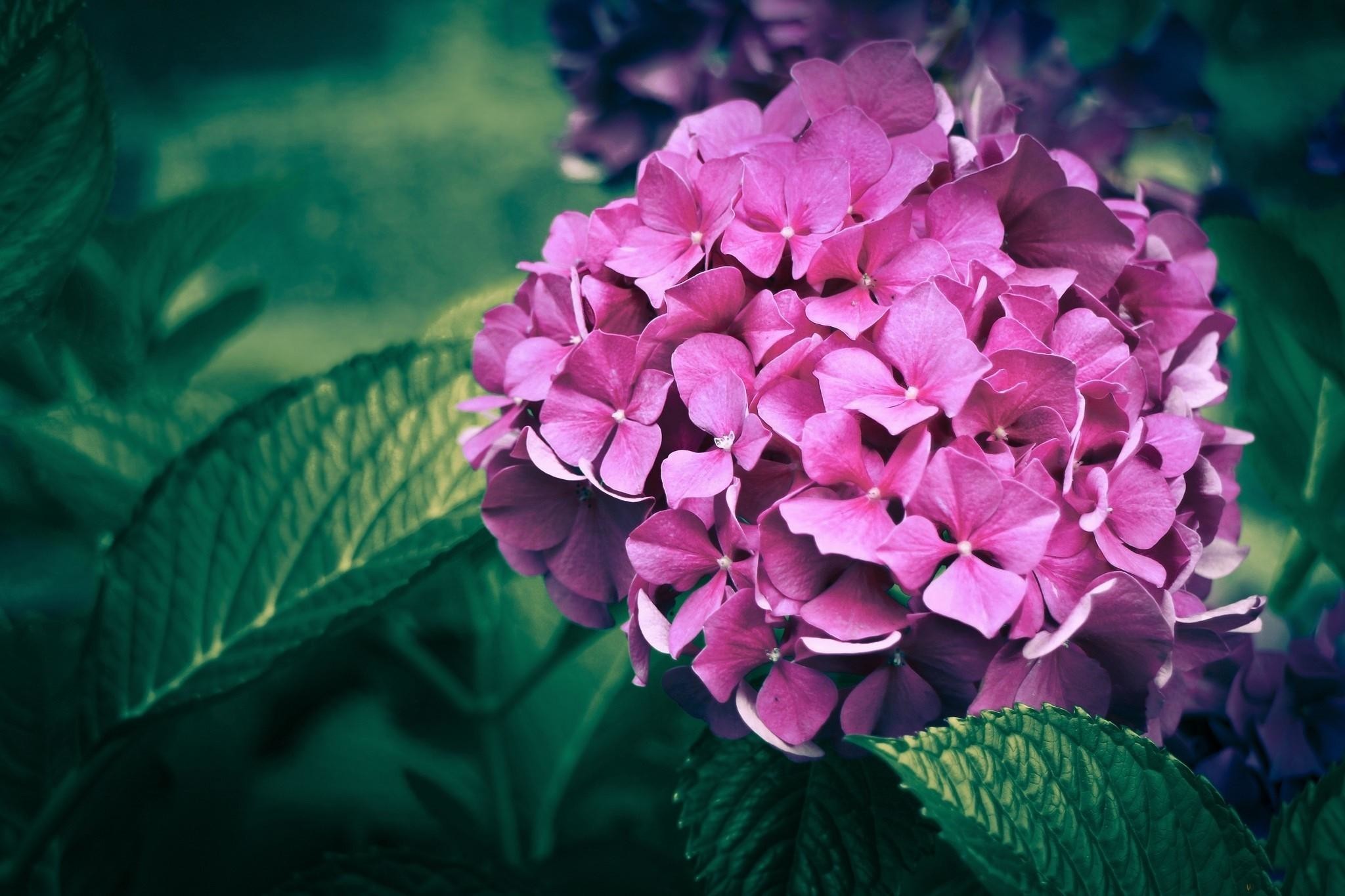 Hydrangea Wallpaper